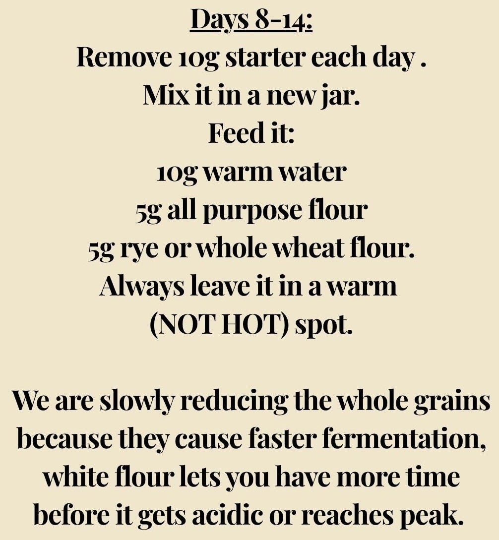 Days 8-14: remove 10g starter each day, mix it in a new jar, and feed it 10g warm water, 5g all purpose flour, and 5g rye or whole wheat flour. Always leave it in a warm (not hot) spot. We slowly reduce the whole grains because they cause faster fermentation - white flour gives you more time before it gets acidic or reaches peak.