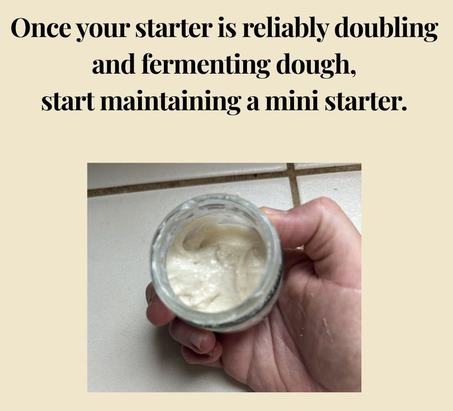 Once your starter is reliably doubling and fermenting dough, start maintaining a mini starter. Photo of a small jar of thick, ripe starter.