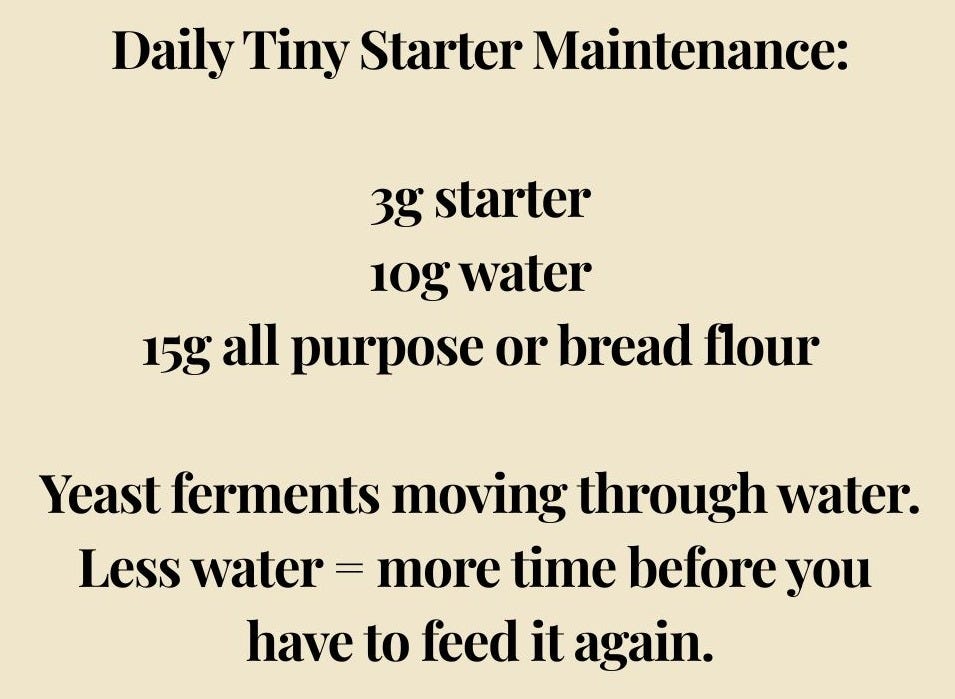 Daily tiny starter maintenance: 3g starter, 10g water, 15g all purpose or bread flour. Yeast ferments moving through water - less water means more time before you have to feed it again.