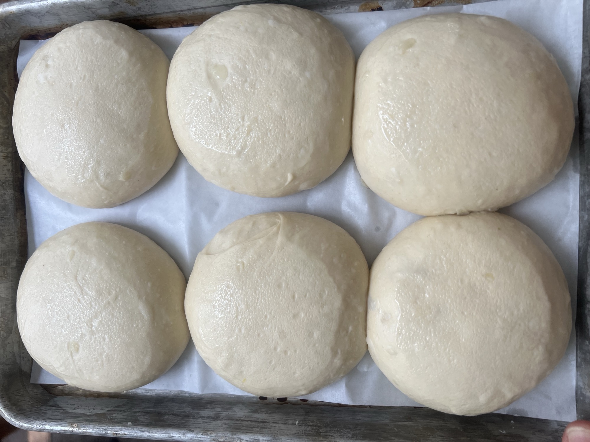 Six fully proofed dough rounds crowded together on a parchment-lined sheet pan, puffy and touching